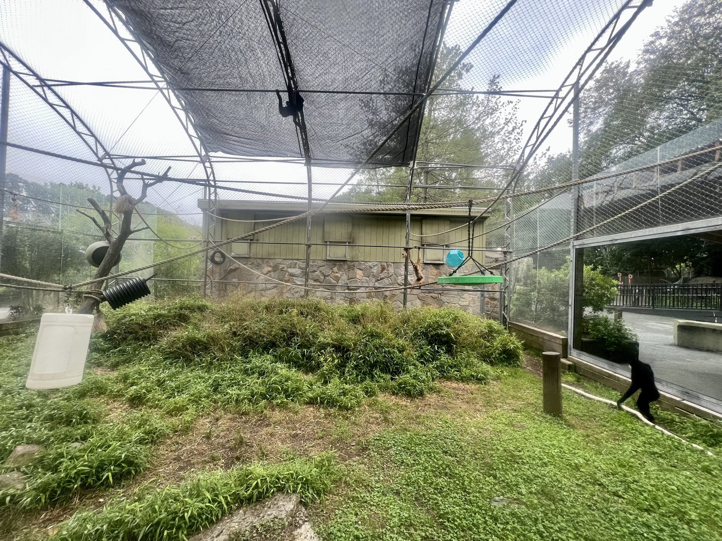 White-cheeked Gibbon Exhibit