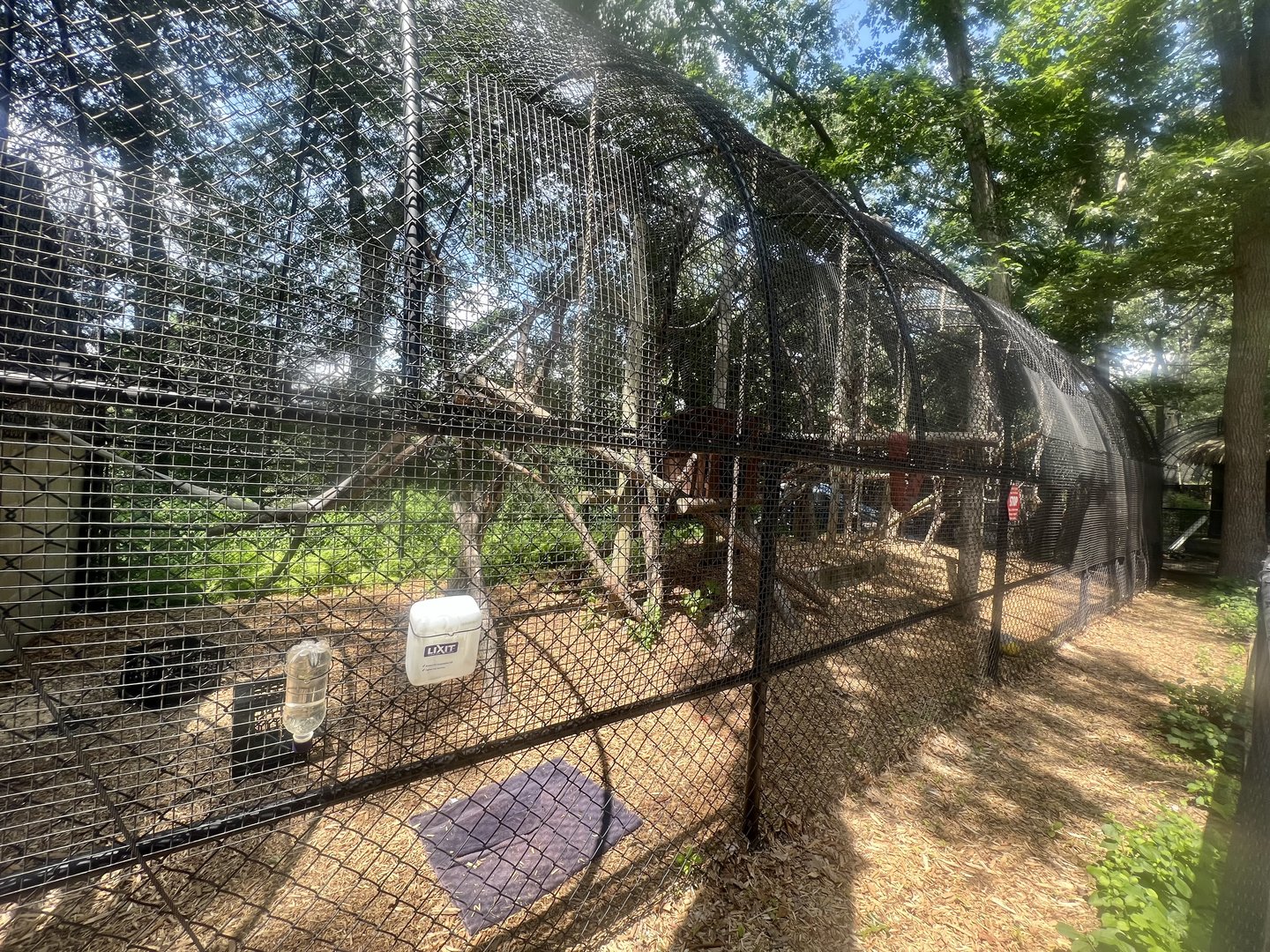 White-cheeked Gibbon Exhibit