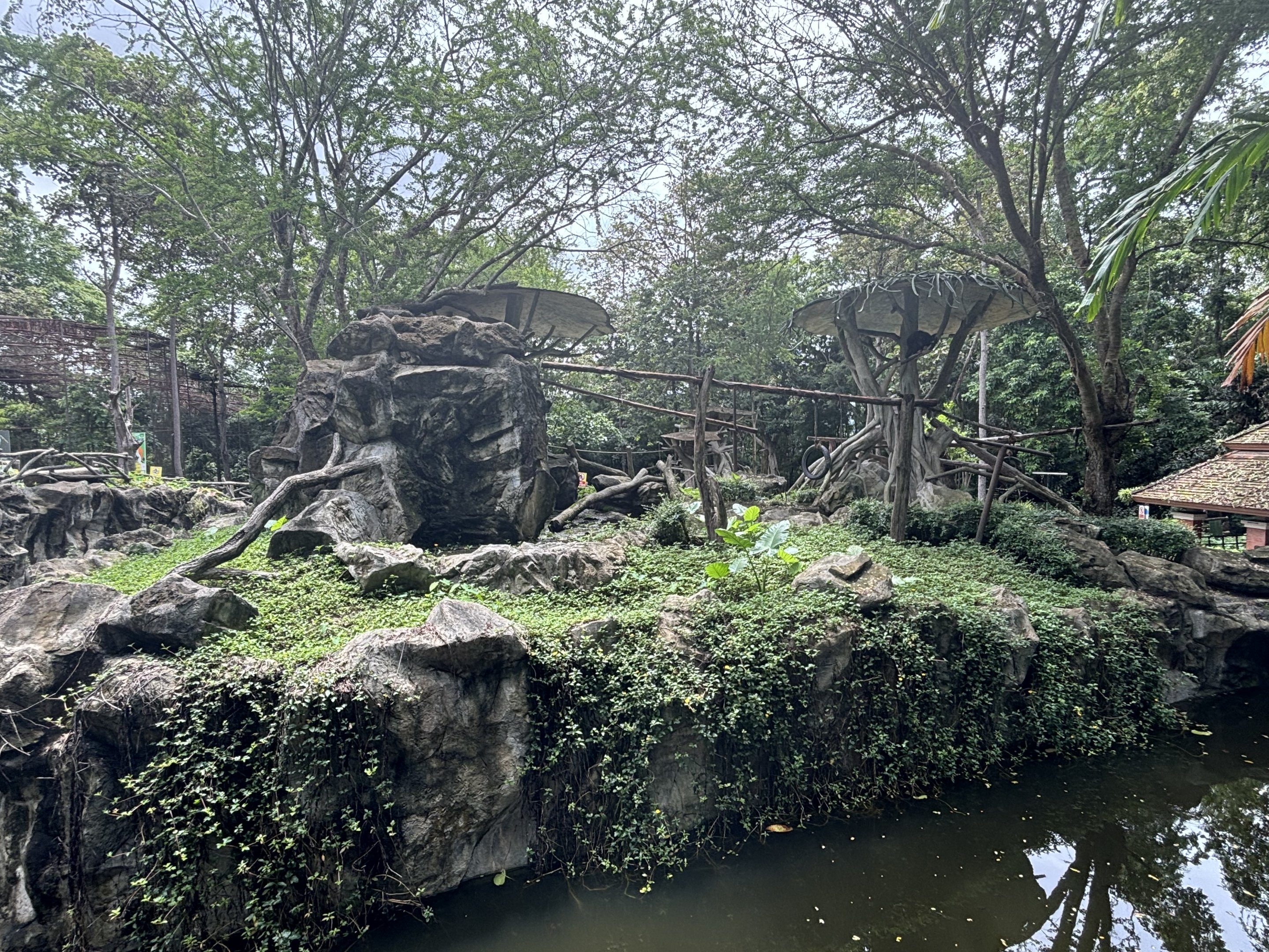 White-cheeked Gibbon Exhibit