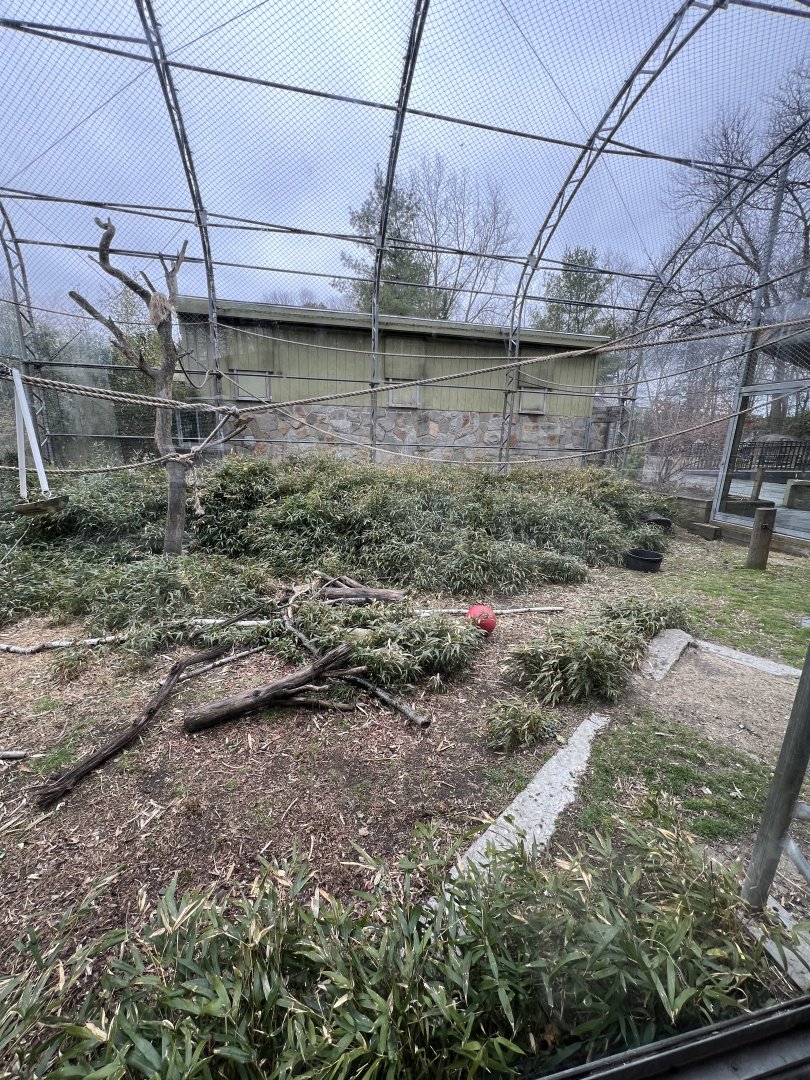 White-Cheeked Gibbon Exhibit