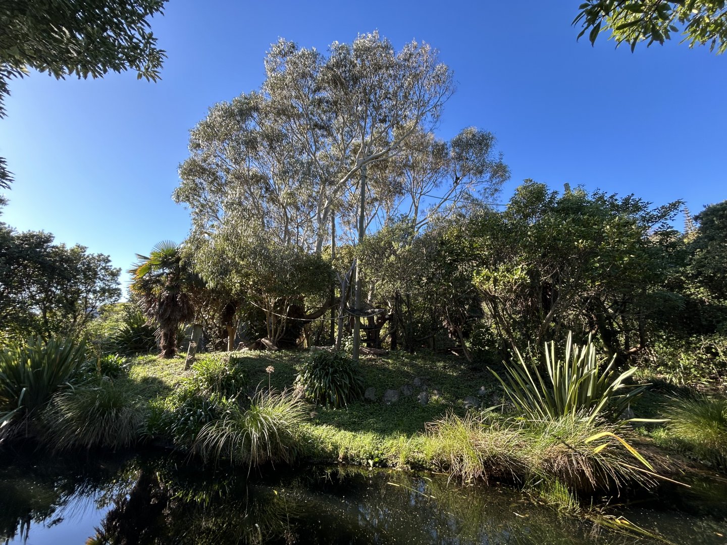 White-cheeked Gibbon Exhibit