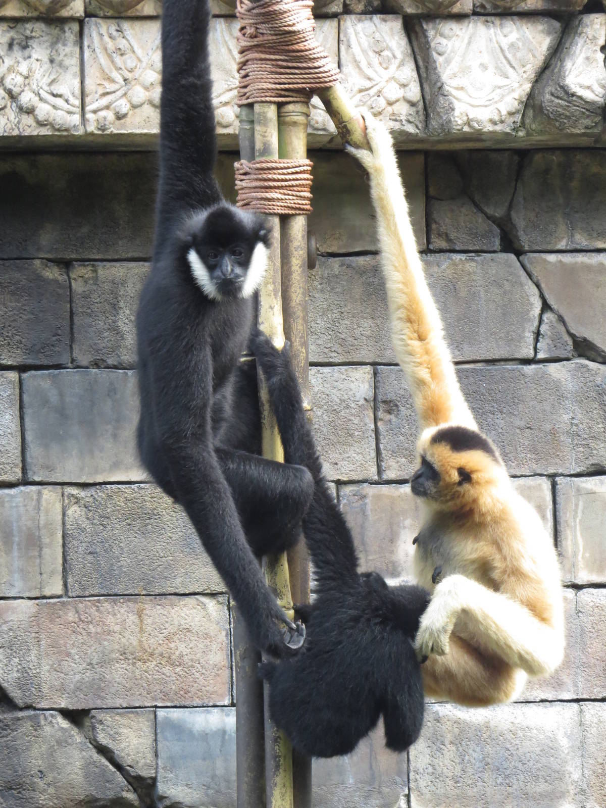 White-cheeked gibbon family, March 2015