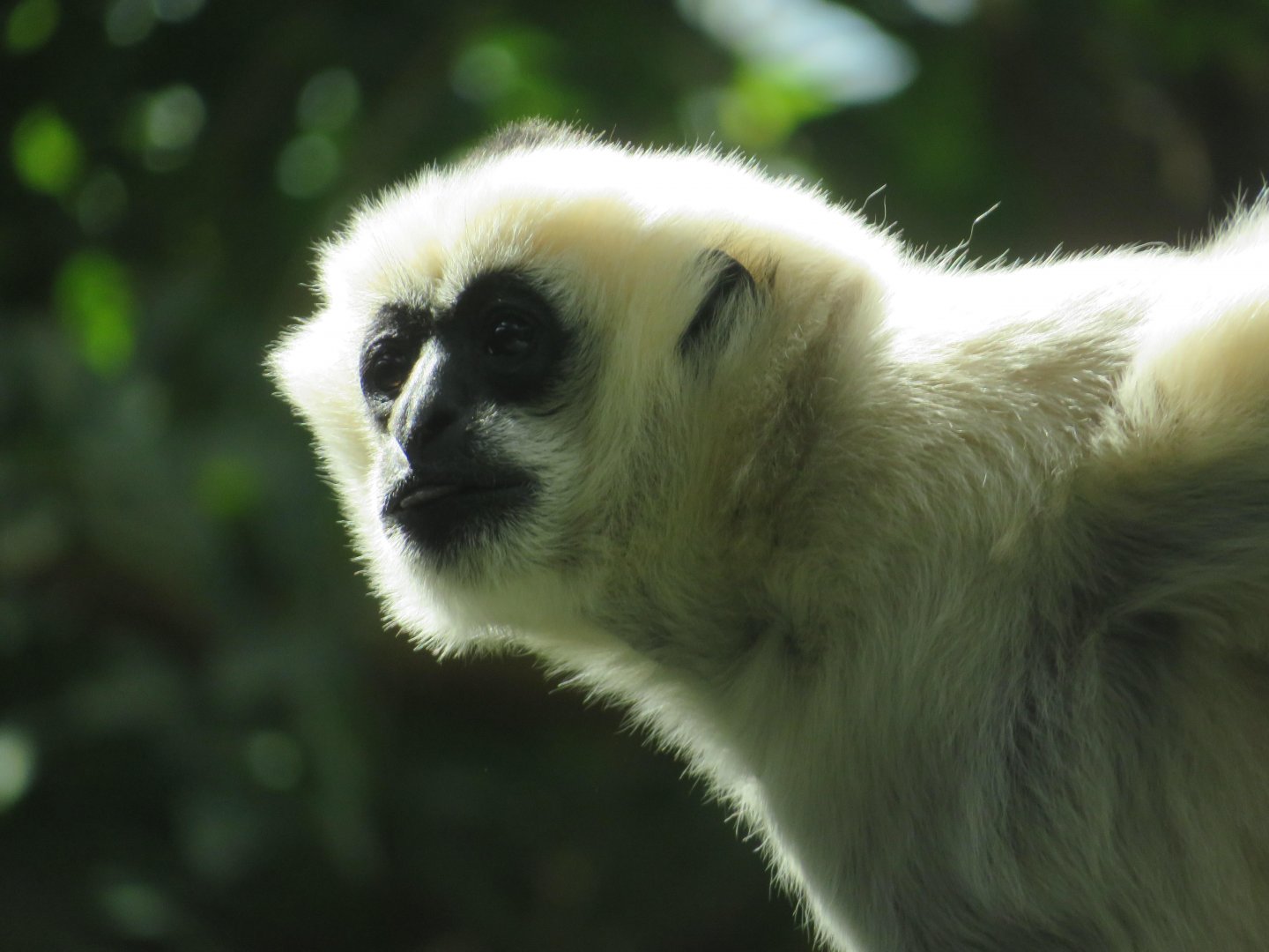 White-cheeked Gibbon Female