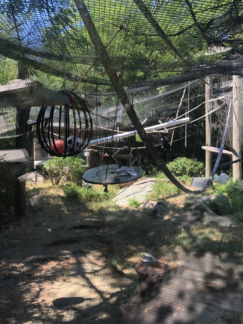 White Cheeked Gibbon Habitat - August, 2020