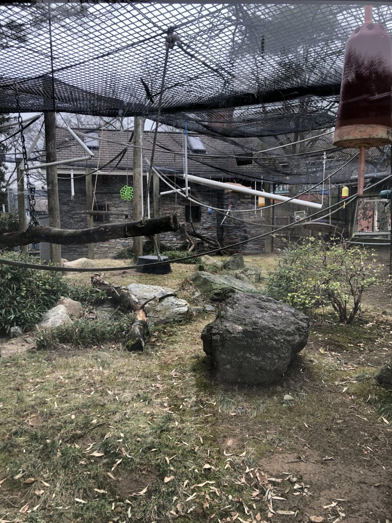 White Cheeked Gibbon Habitat - Feb, 2020