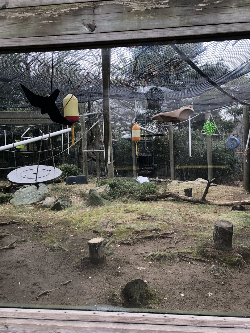 White Cheeked Gibbon Habitat (Right Side) - Feb, 2020