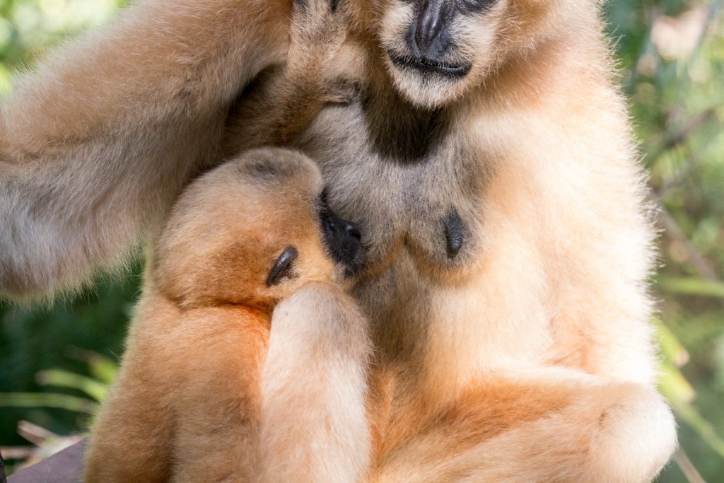 White-cheeked Gibbon having lunch