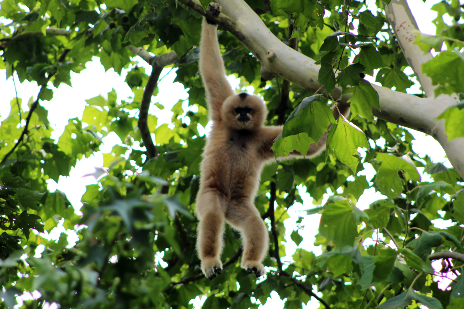 White-cheeked Gibbon in the Treetops