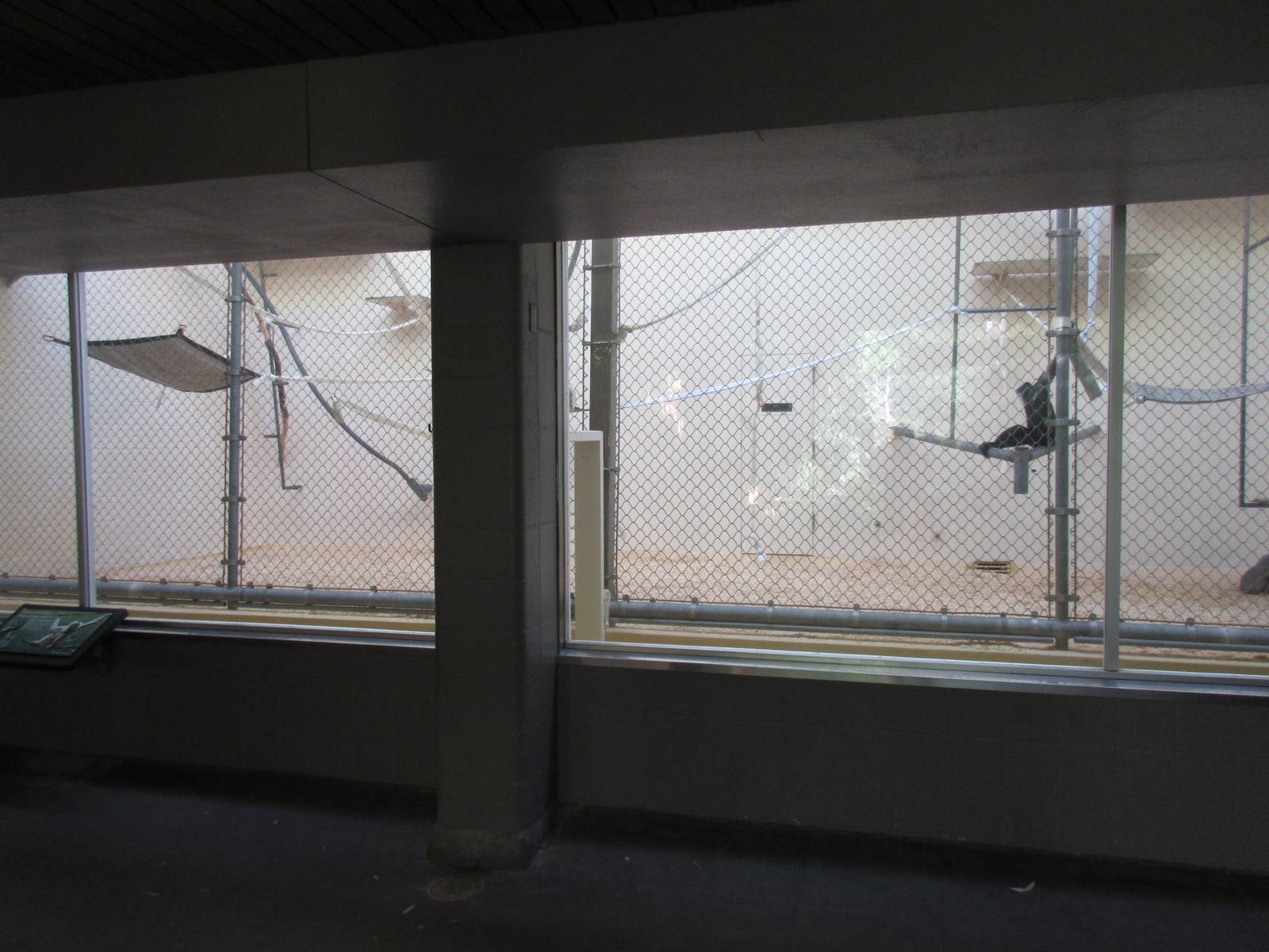 White-Cheeked Gibbon Indoor Exhibit