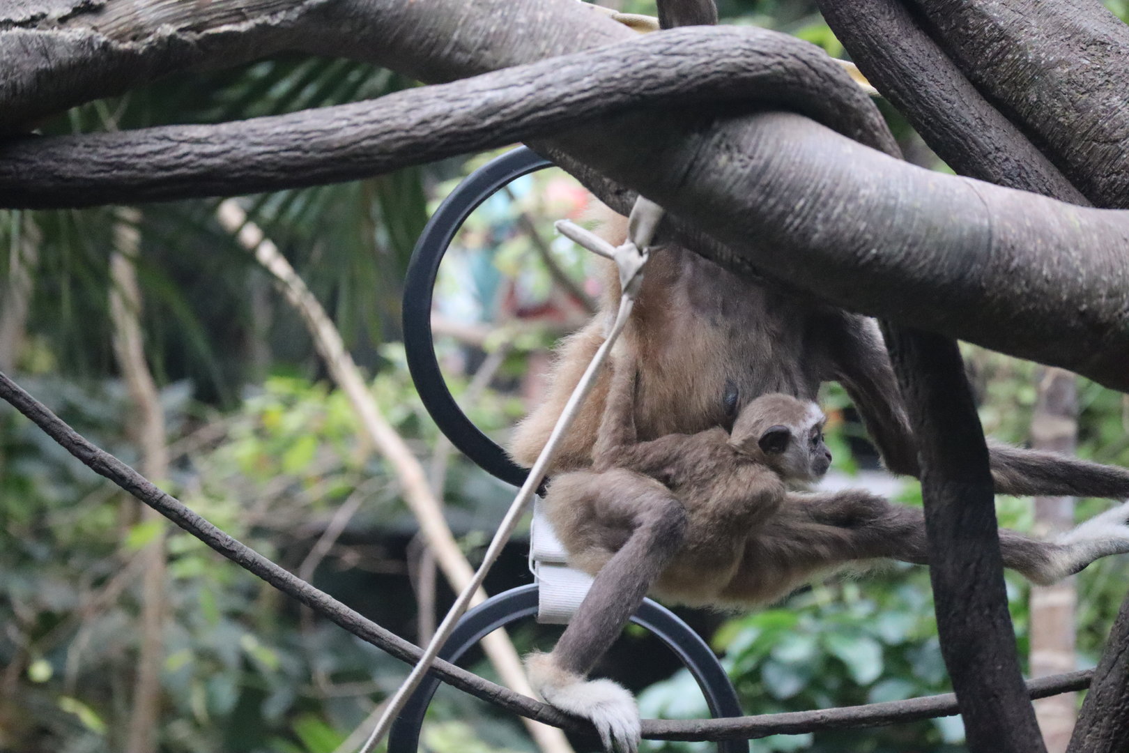 White Cheeked Gibbon Infant