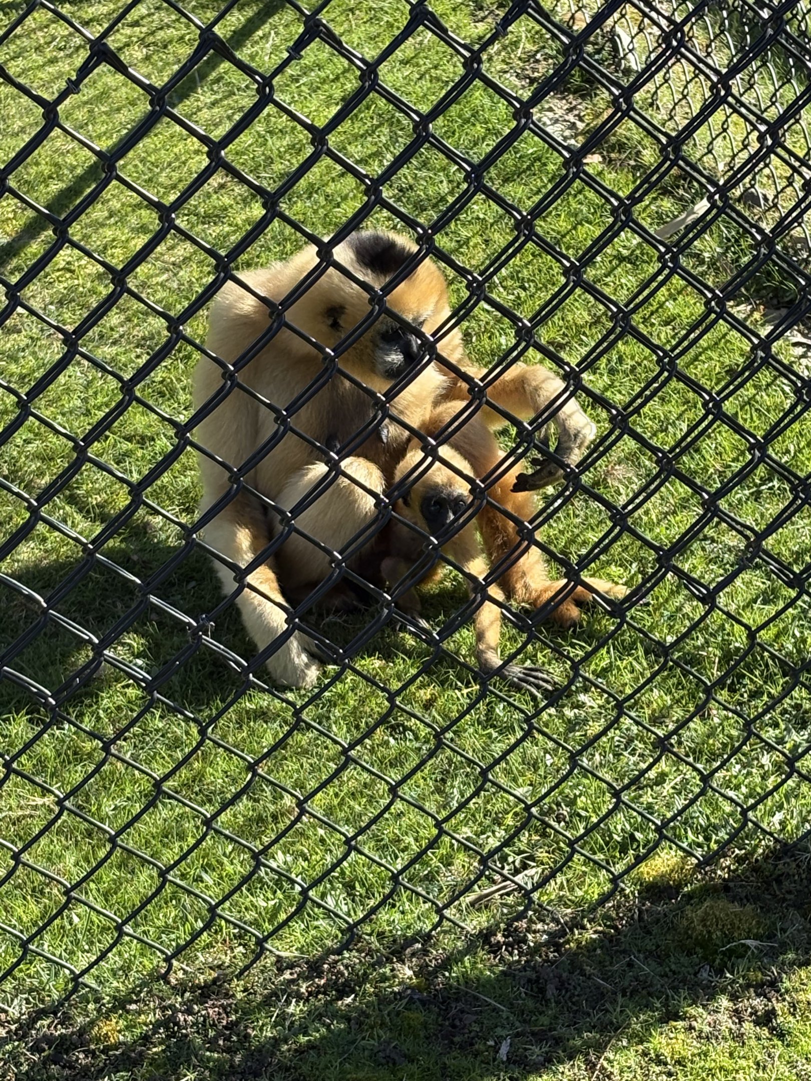 White Cheeked Gibbon + infant