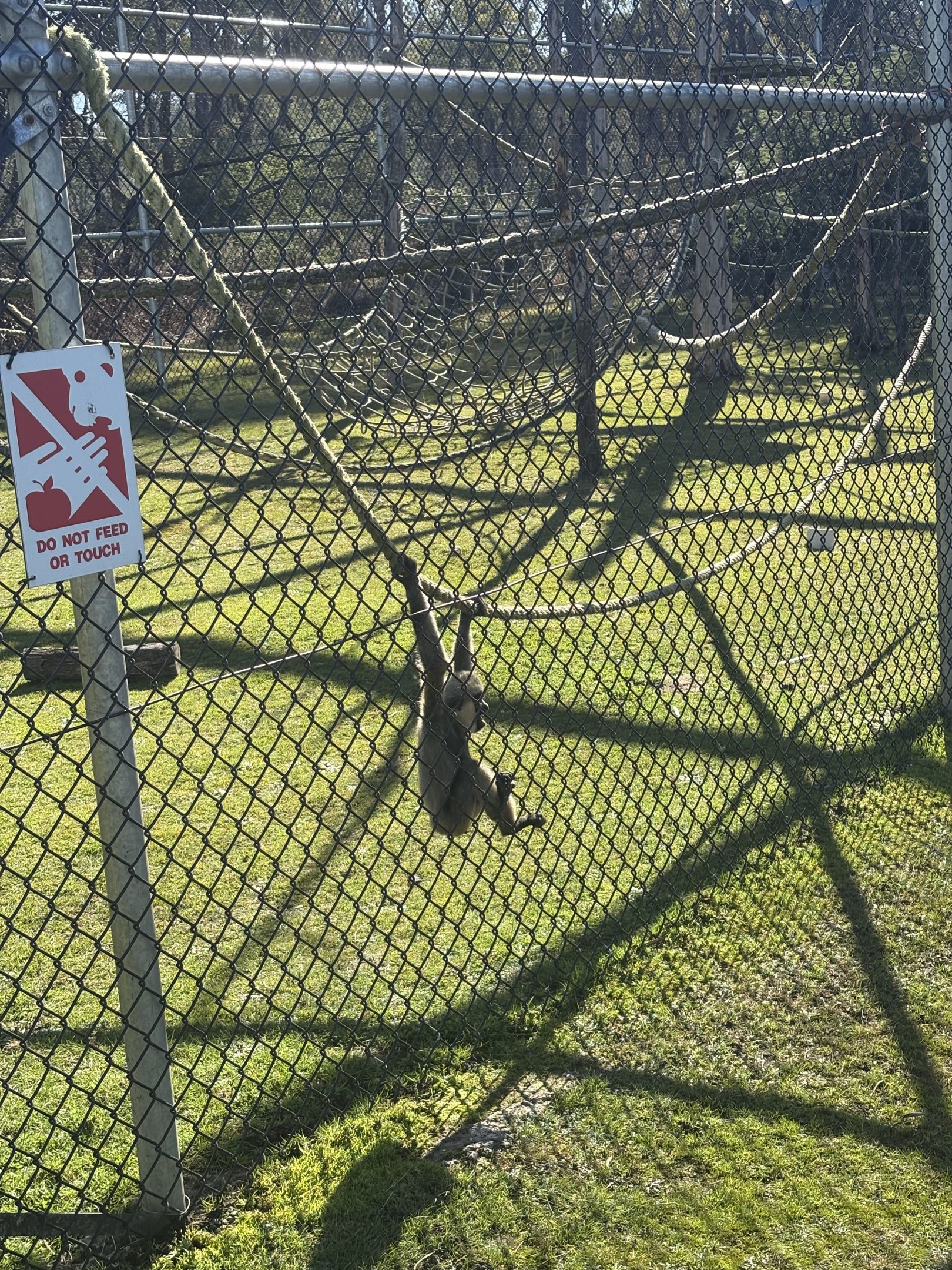 White Cheeked Gibbon infant