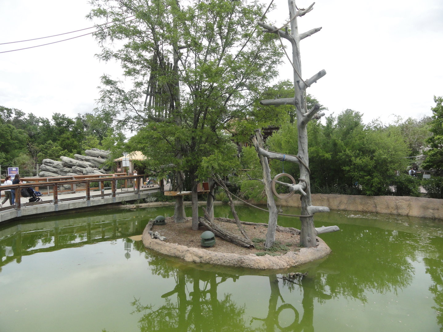 White-cheeked Gibbon Island 1