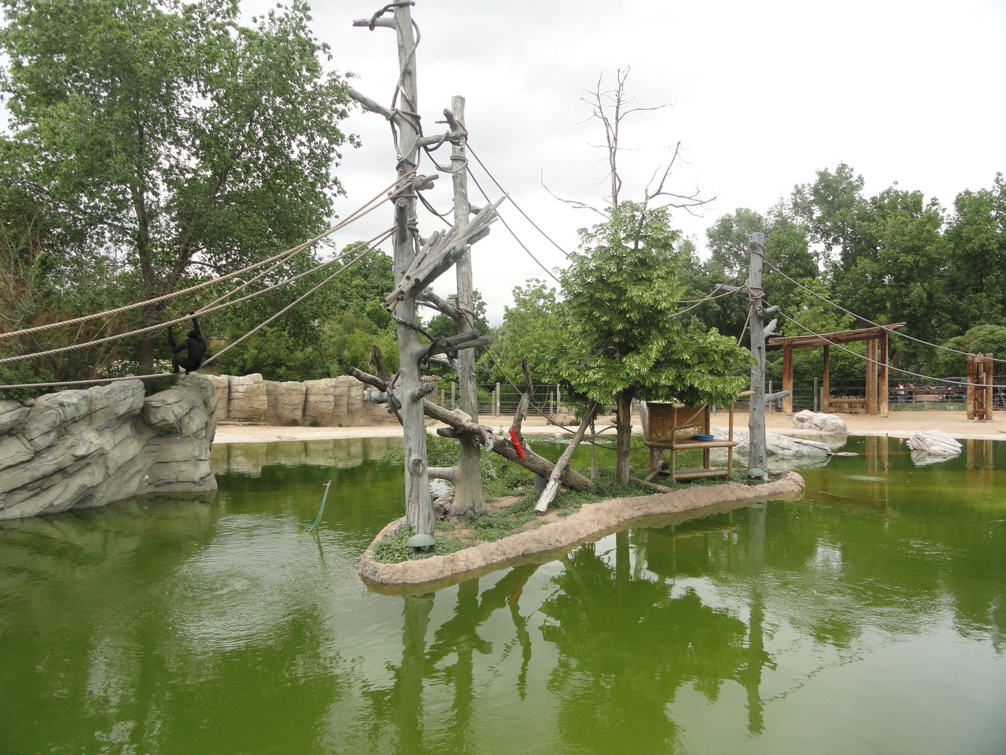 White-Cheeked Gibbon Island 2