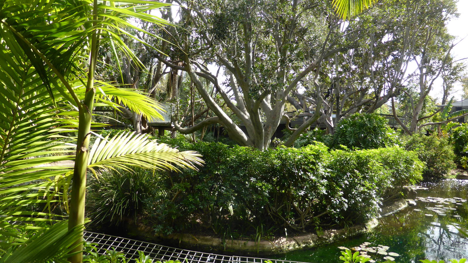 White-cheeked Gibbon island