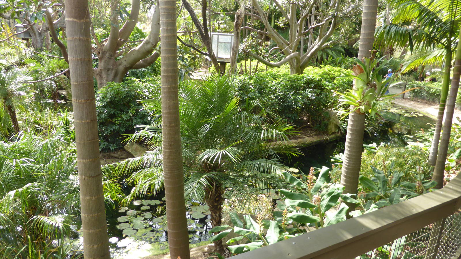 White-cheeked Gibbon island