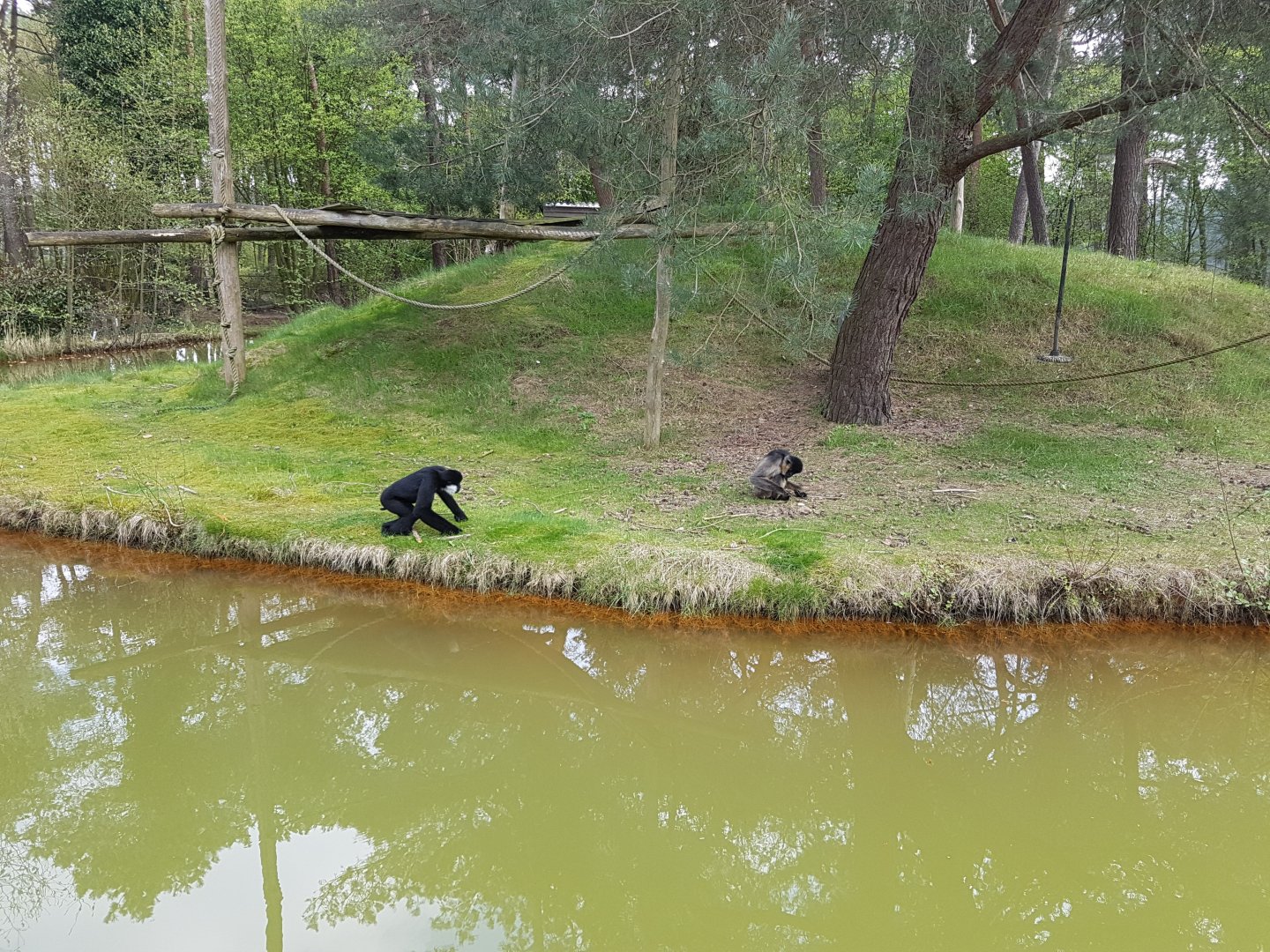 White-cheeked gibbon island