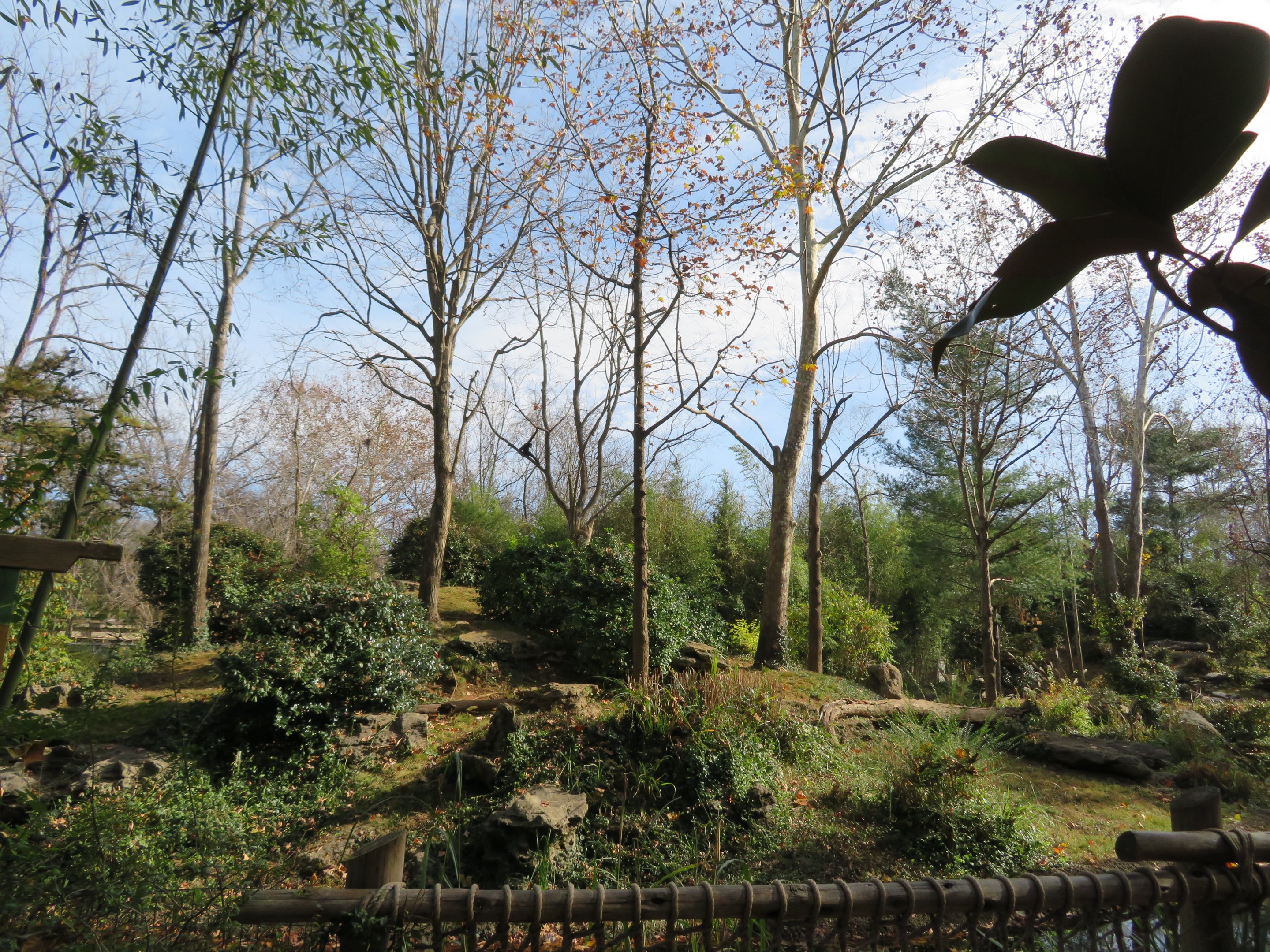 White-cheeked Gibbon Island