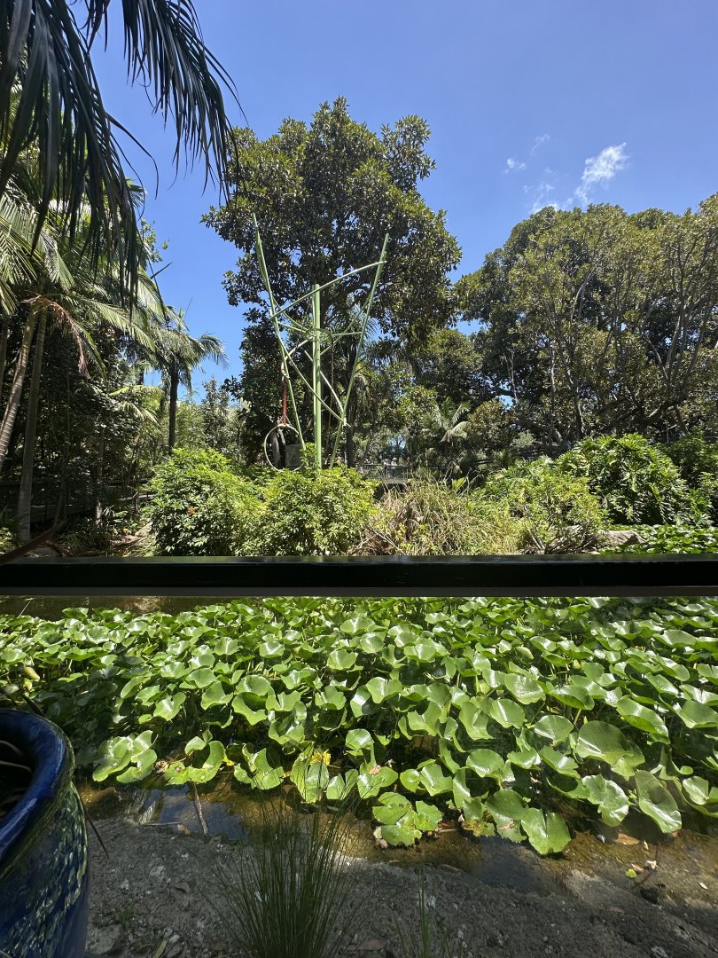 White cheeked gibbon island