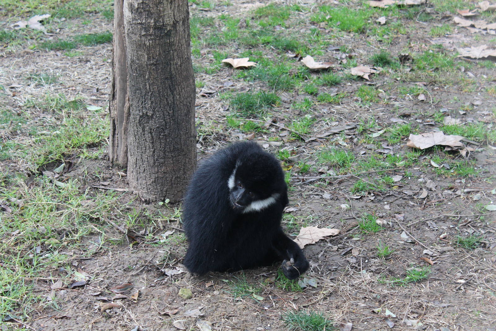 White-cheeked Gibbon - Jan 2014