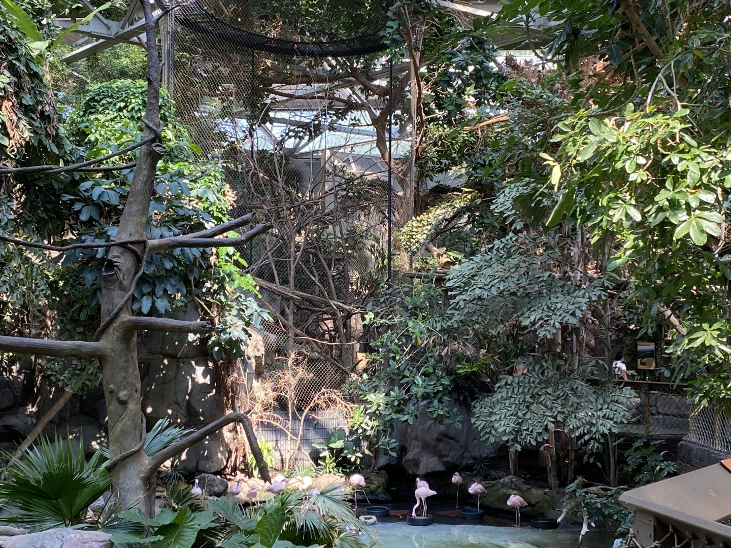 White Cheeked Gibbon/Lesser Flamingo/Silver Leaf Langur