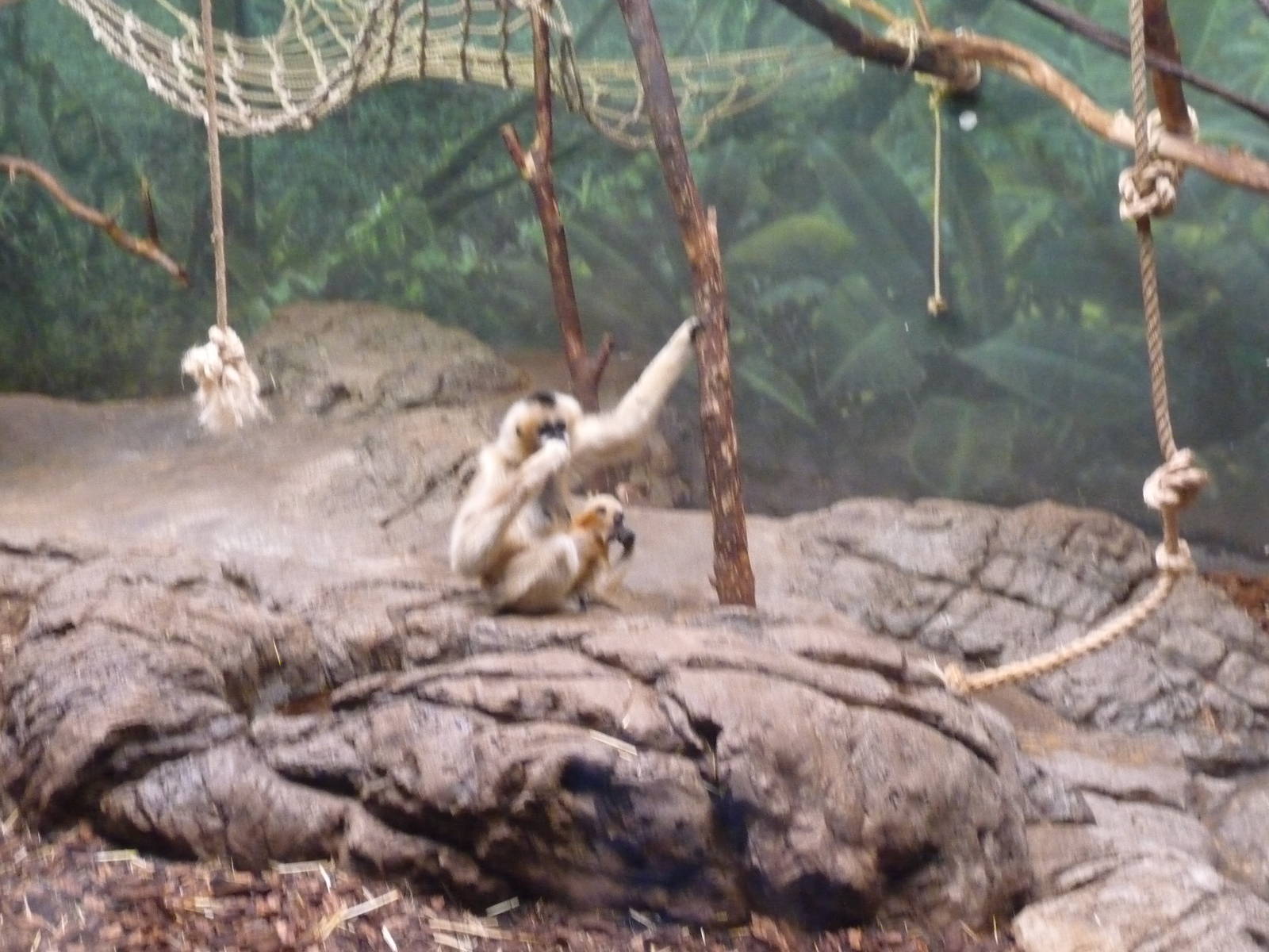 white cheeked gibbon lincoln park zoo