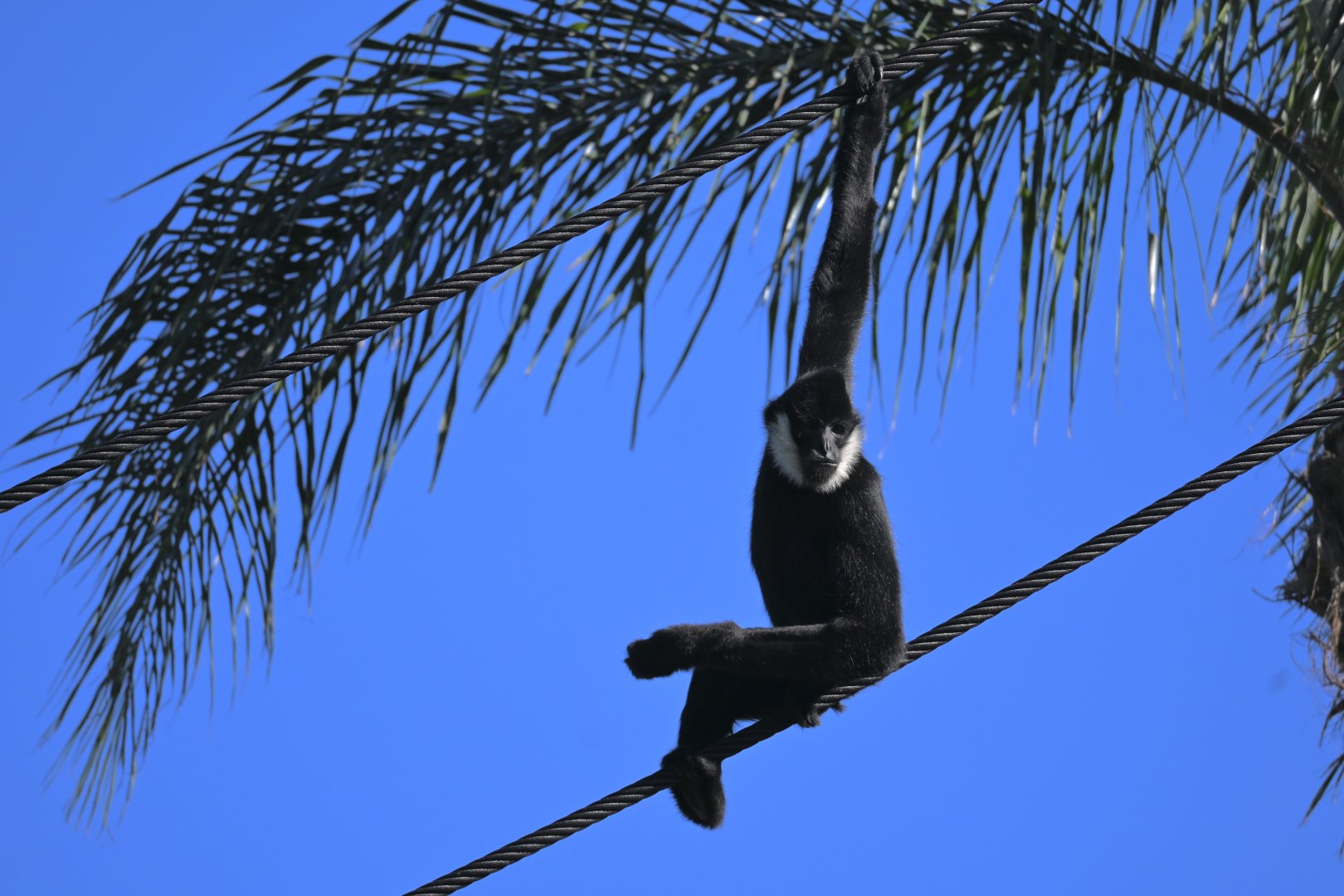 White Cheeked Gibbon- Male 2025