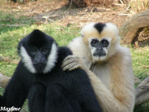 White-cheeked gibbon (Nomascus leucogenys) - Les Sables d'Olonne (France)