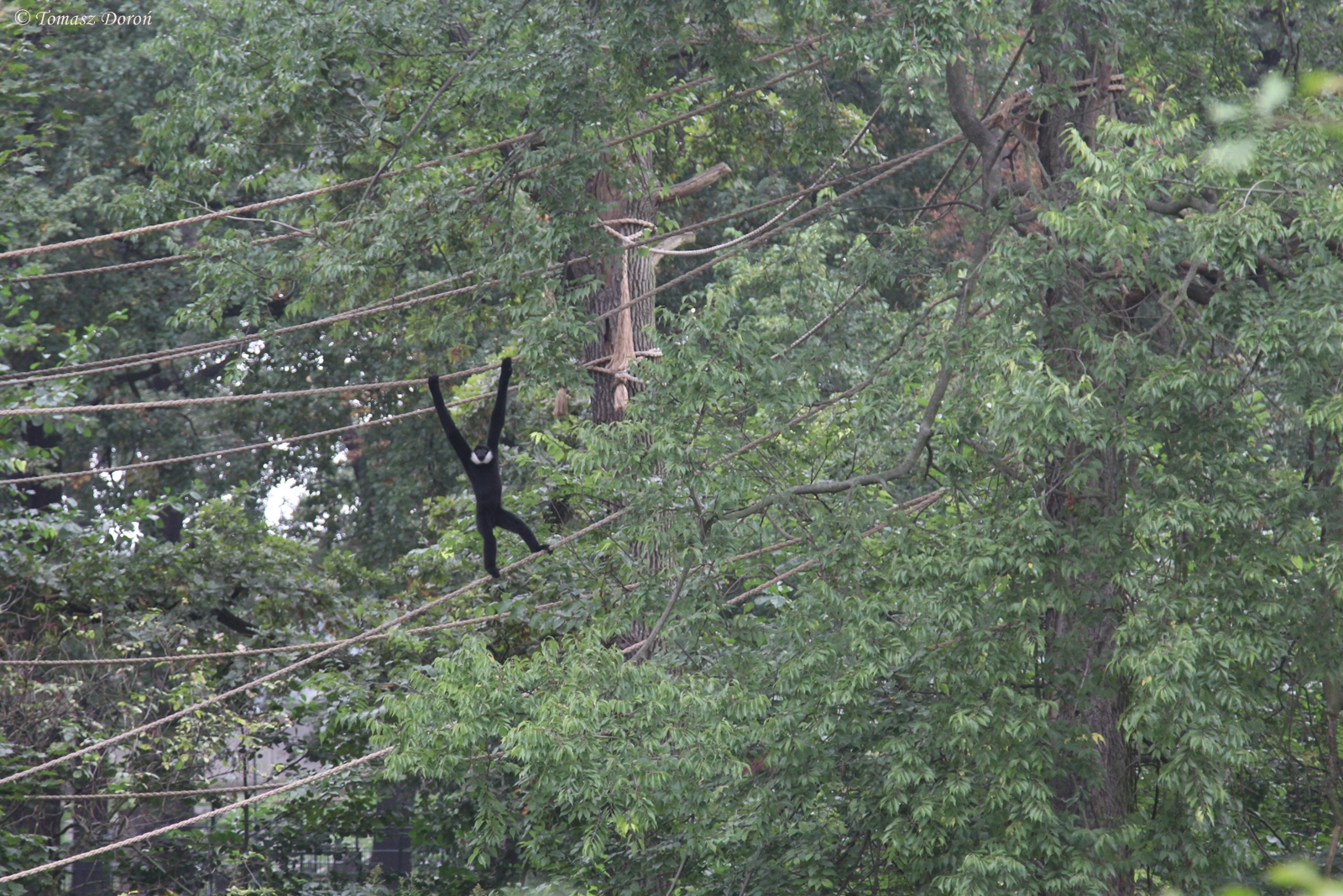White-cheeked Gibbon (Nomascus leucogenys), October 2014