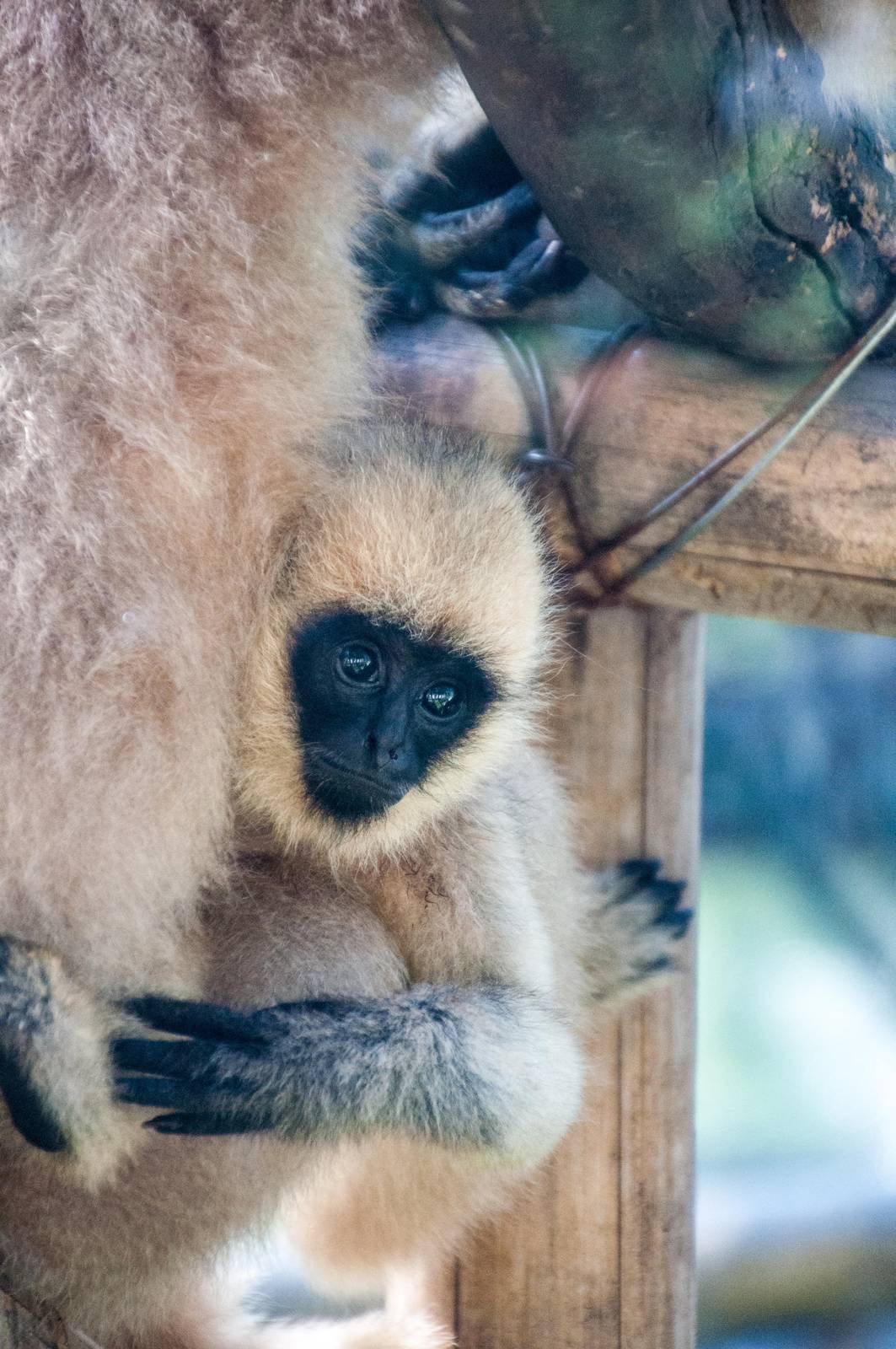 White Cheeked Gibbon - Nomascus leucogenys