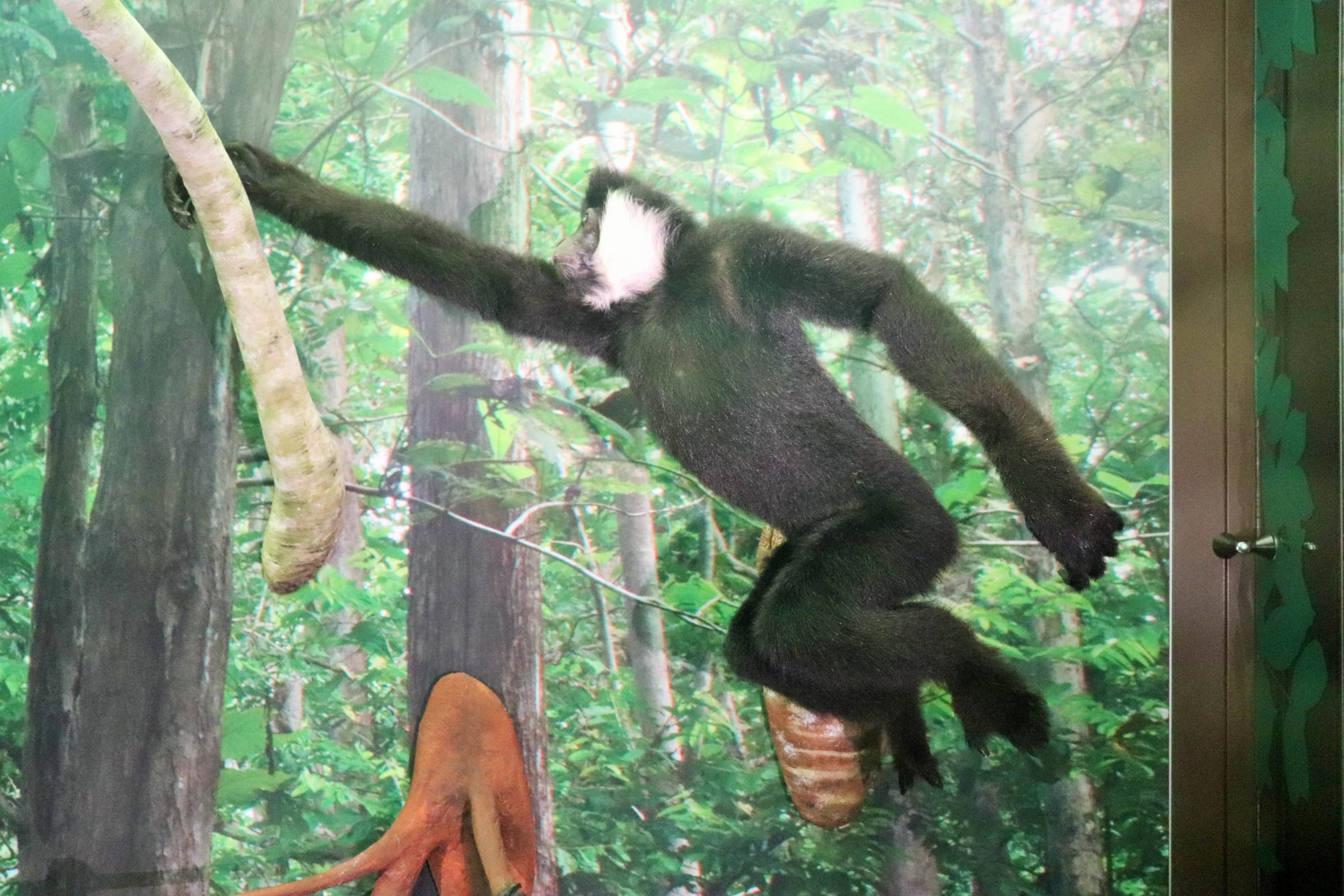 White-cheeked Gibbon (Nomascus leucogenys)