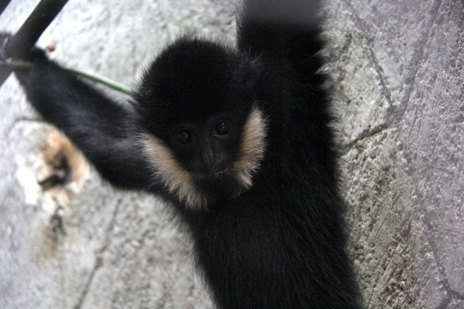 white-cheeked gibbon (Nomascus sp)