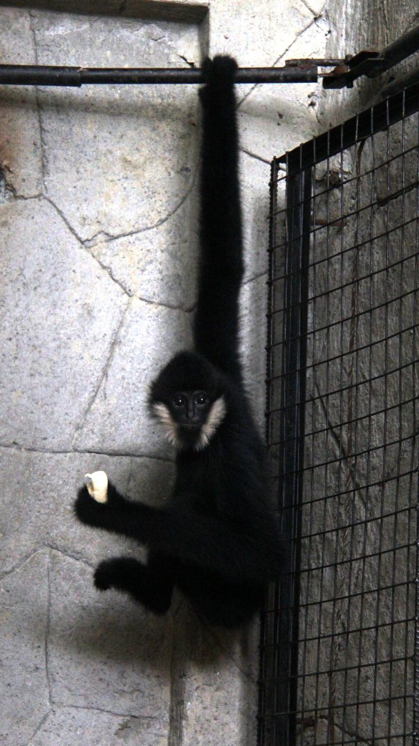 white-cheeked gibbon (Nomascus sp)