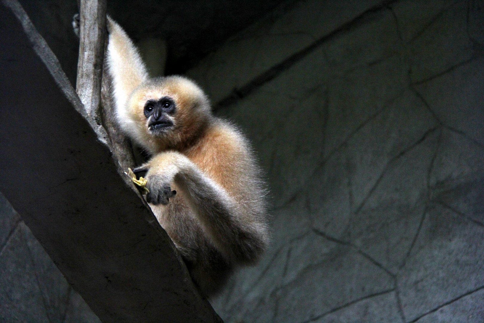 white-cheeked gibbon (Nomascus sp)