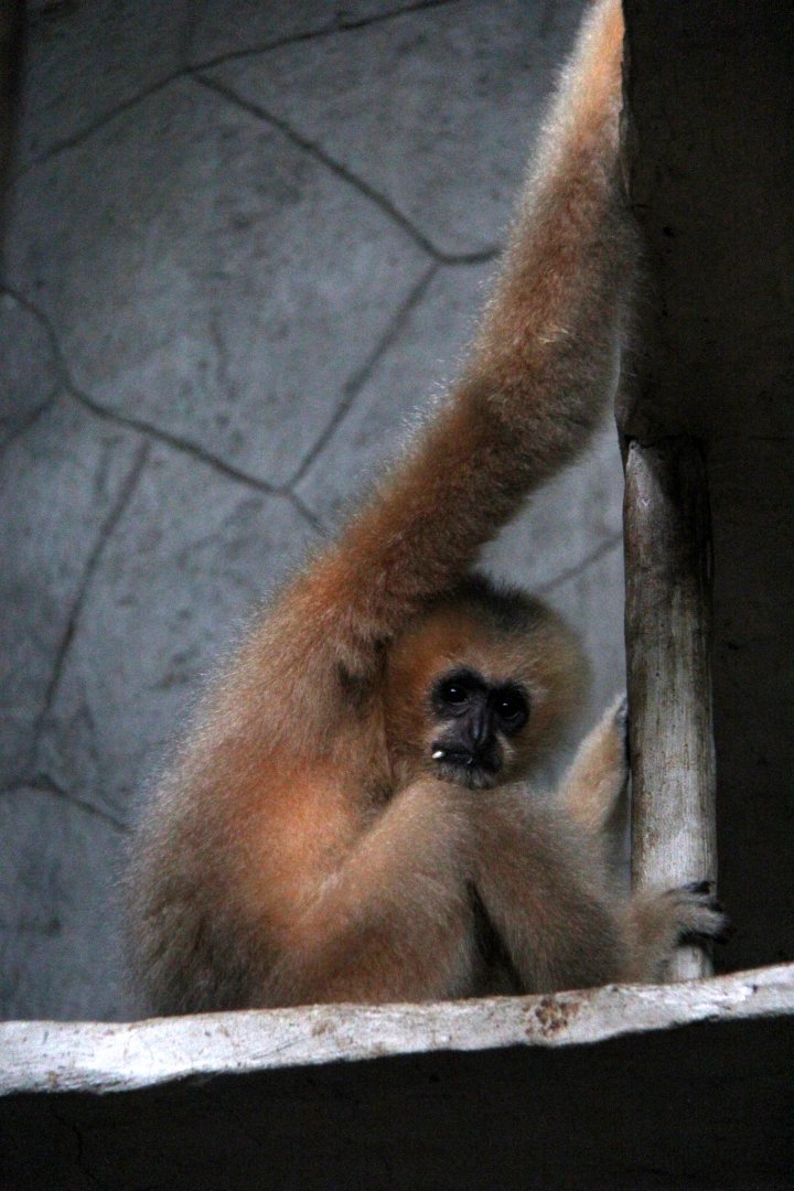 white-cheeked gibbon (Nomascus sp)