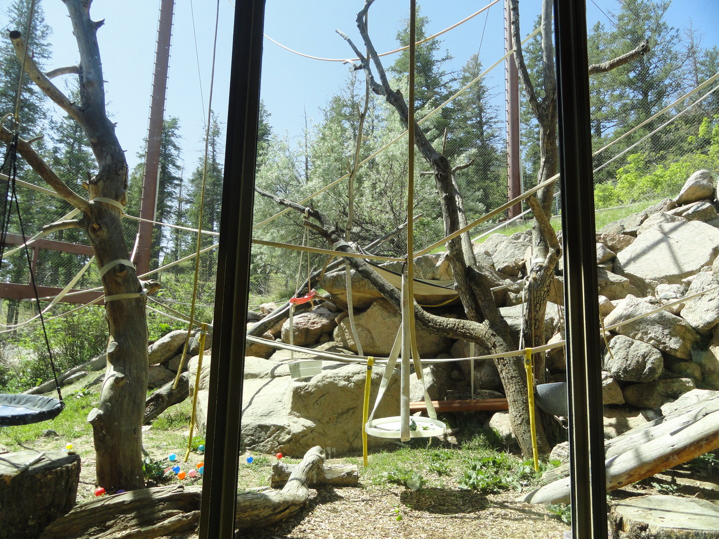 White Cheeked Gibbon Outdoor Exhibit