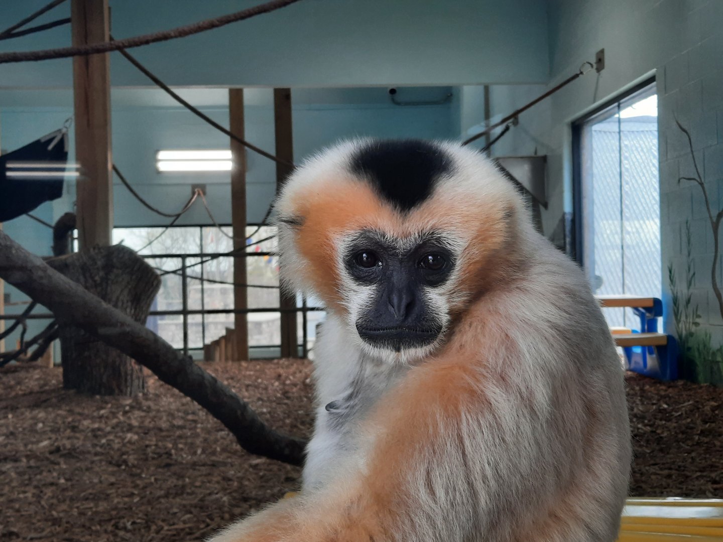 White Cheeked Gibbon - Parker