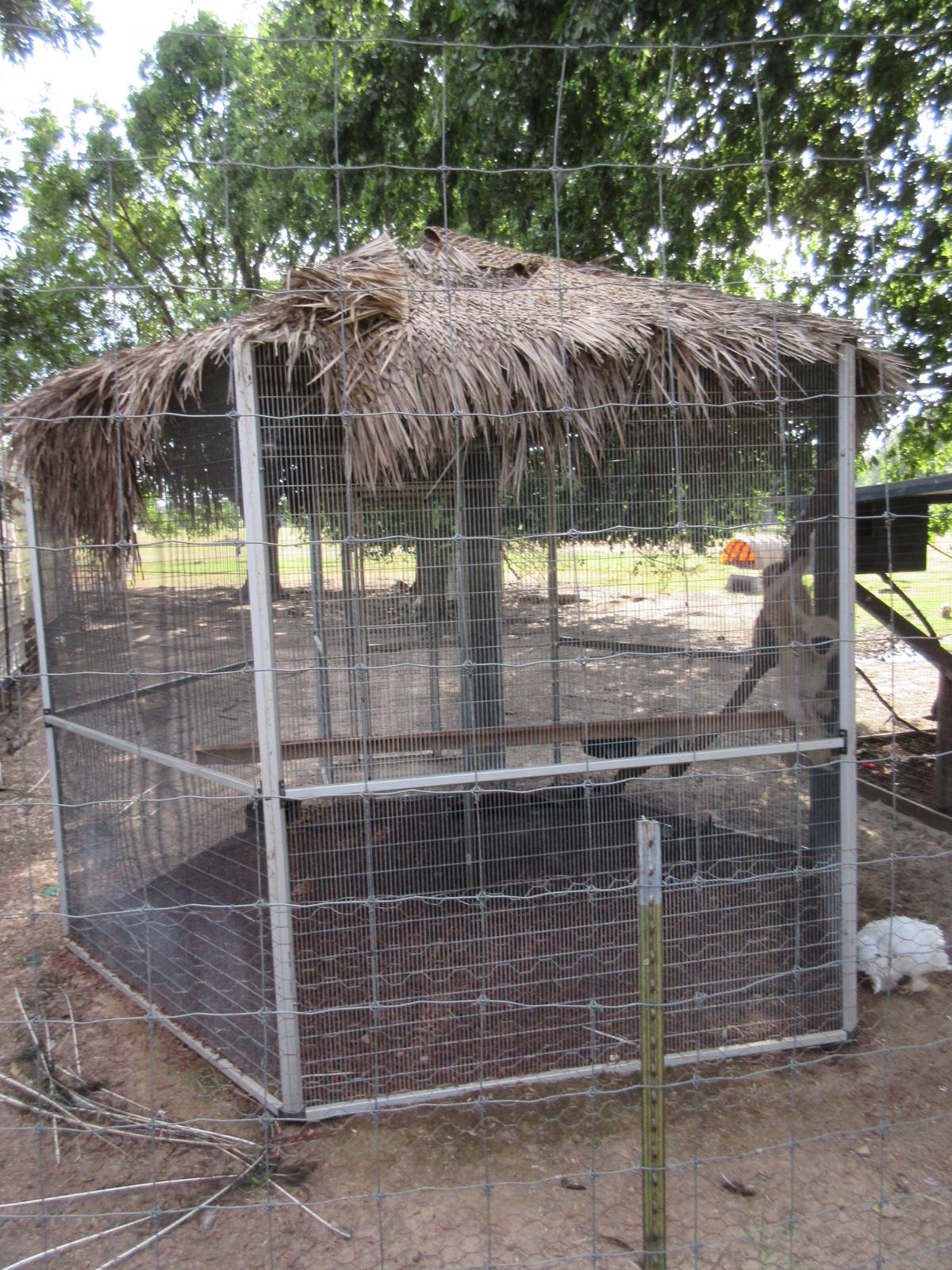 White-Cheeked Gibbon/Red Ruffed Lemur Cage