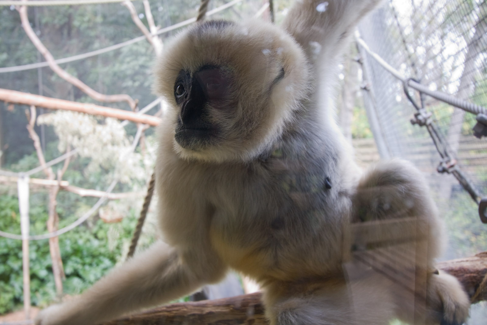 White-cheeked Gibbon - Sep 2008