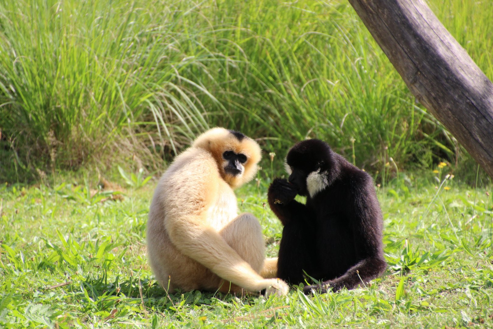White Cheeked Gibbon - September 2018
