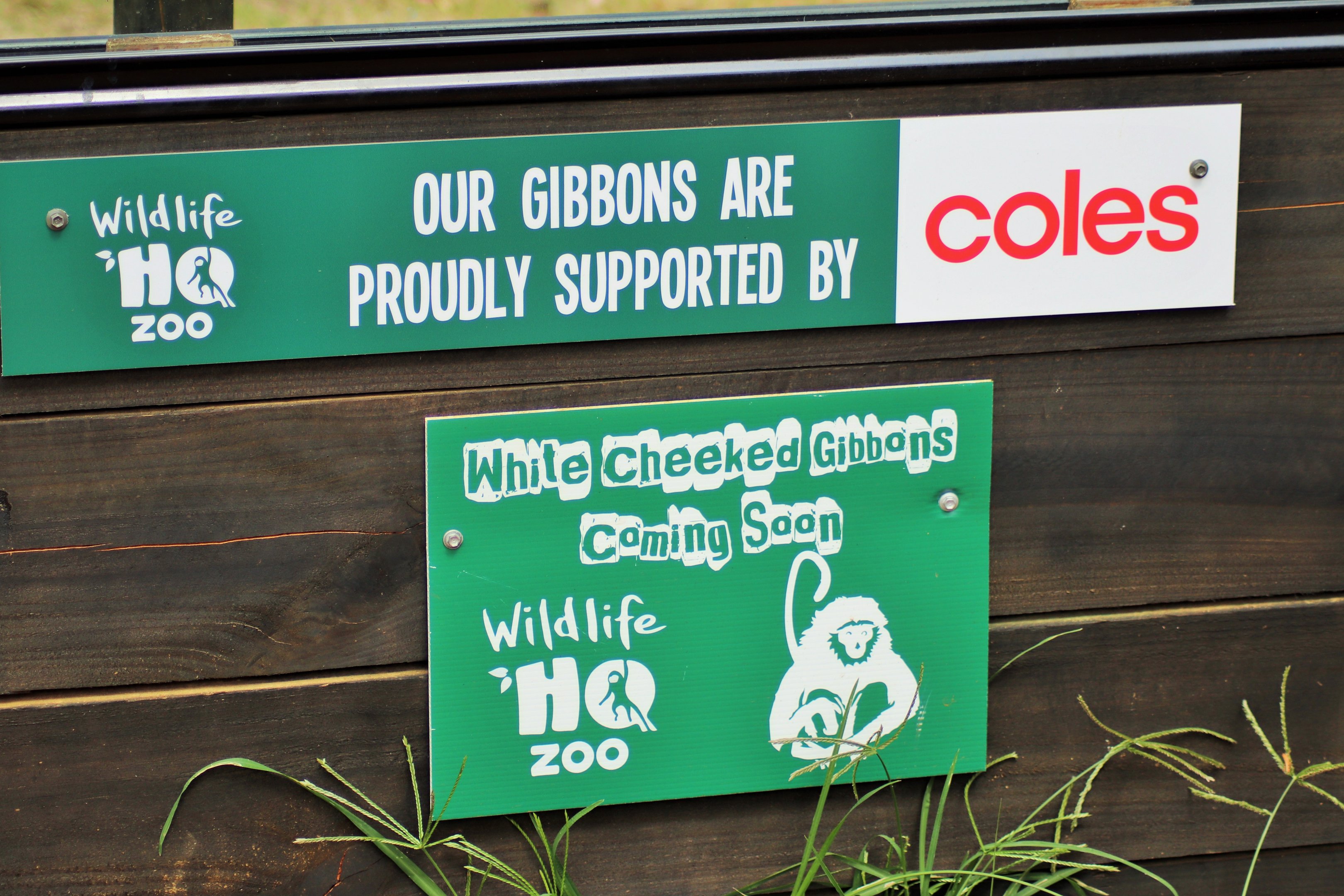 White-cheeked Gibbon Sign