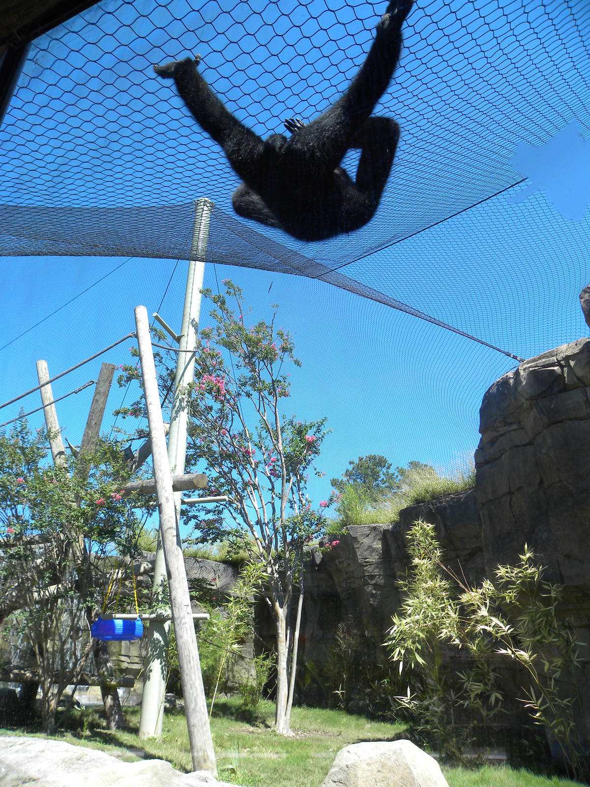 White-Cheeked Gibbon/Small-Clawed Otter Exhibit