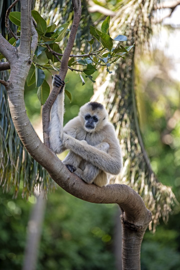 White-cheeked gibbon 'Tien'