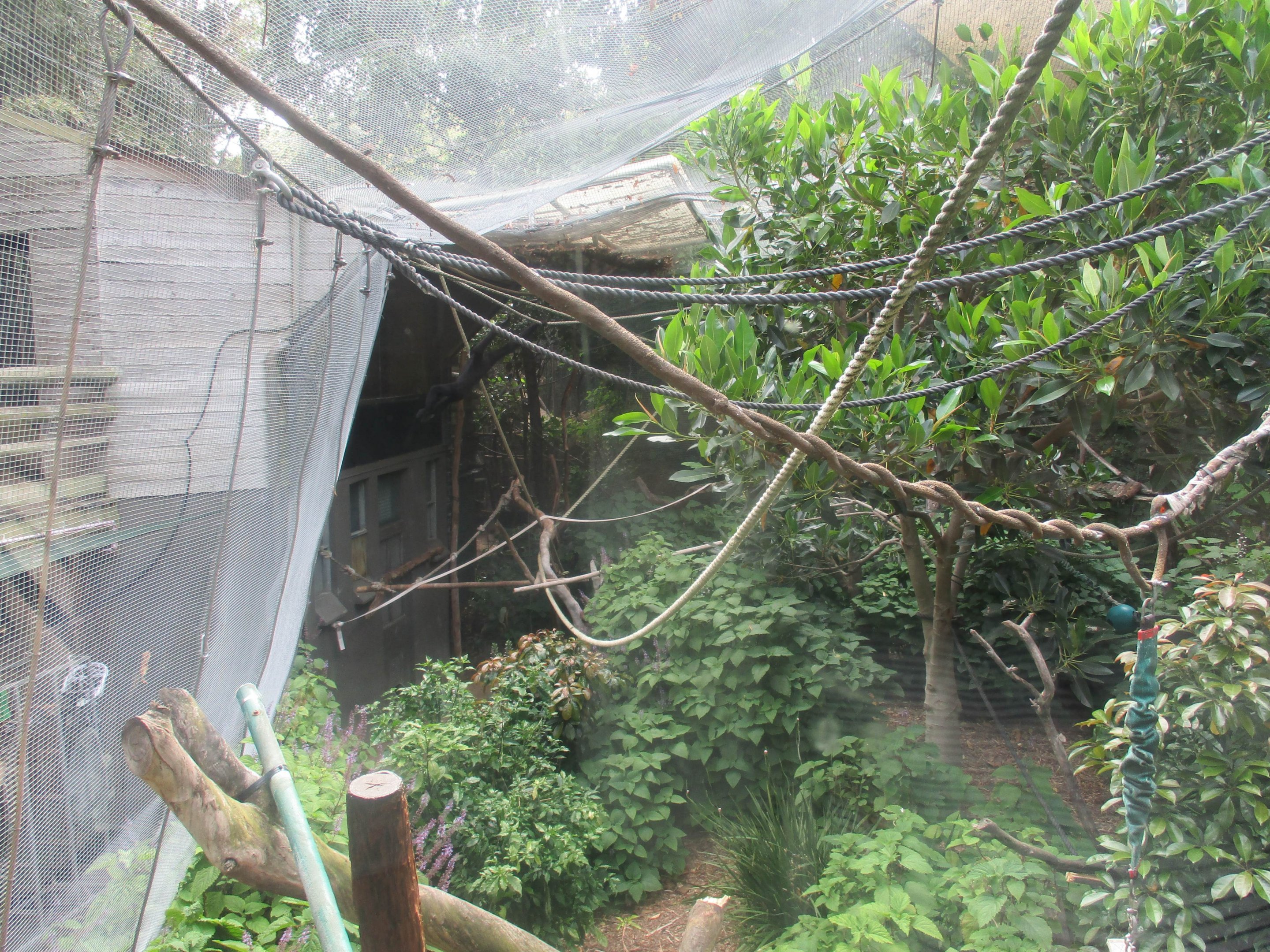 White-cheeked Gibbon 'Tieu' Enclosure