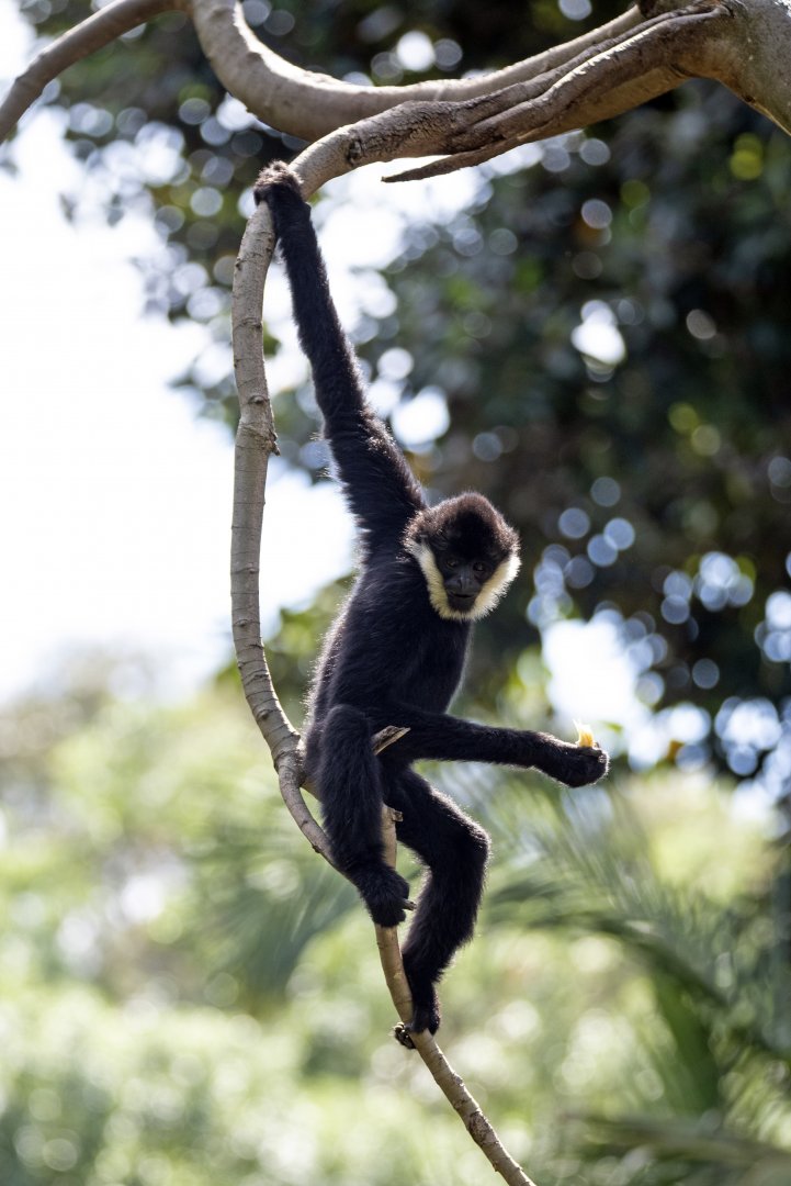 White-cheeked gibbon 'Tuson'