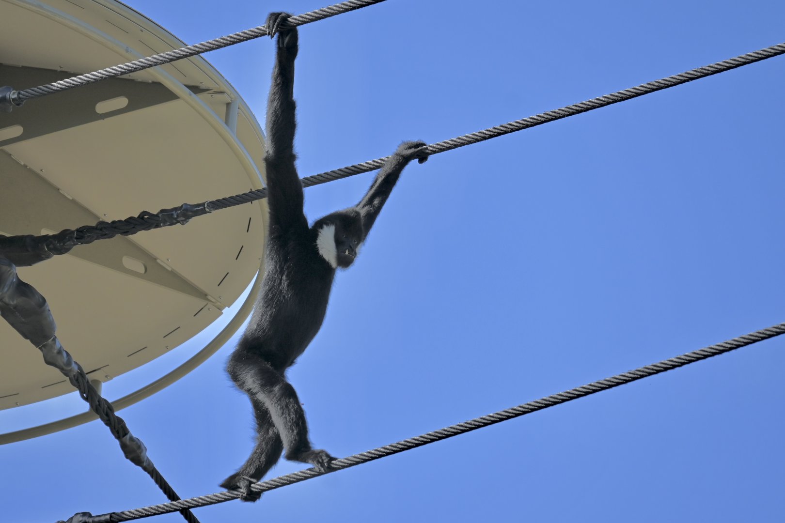 White Cheeked Gibbon using new enclosure ropes