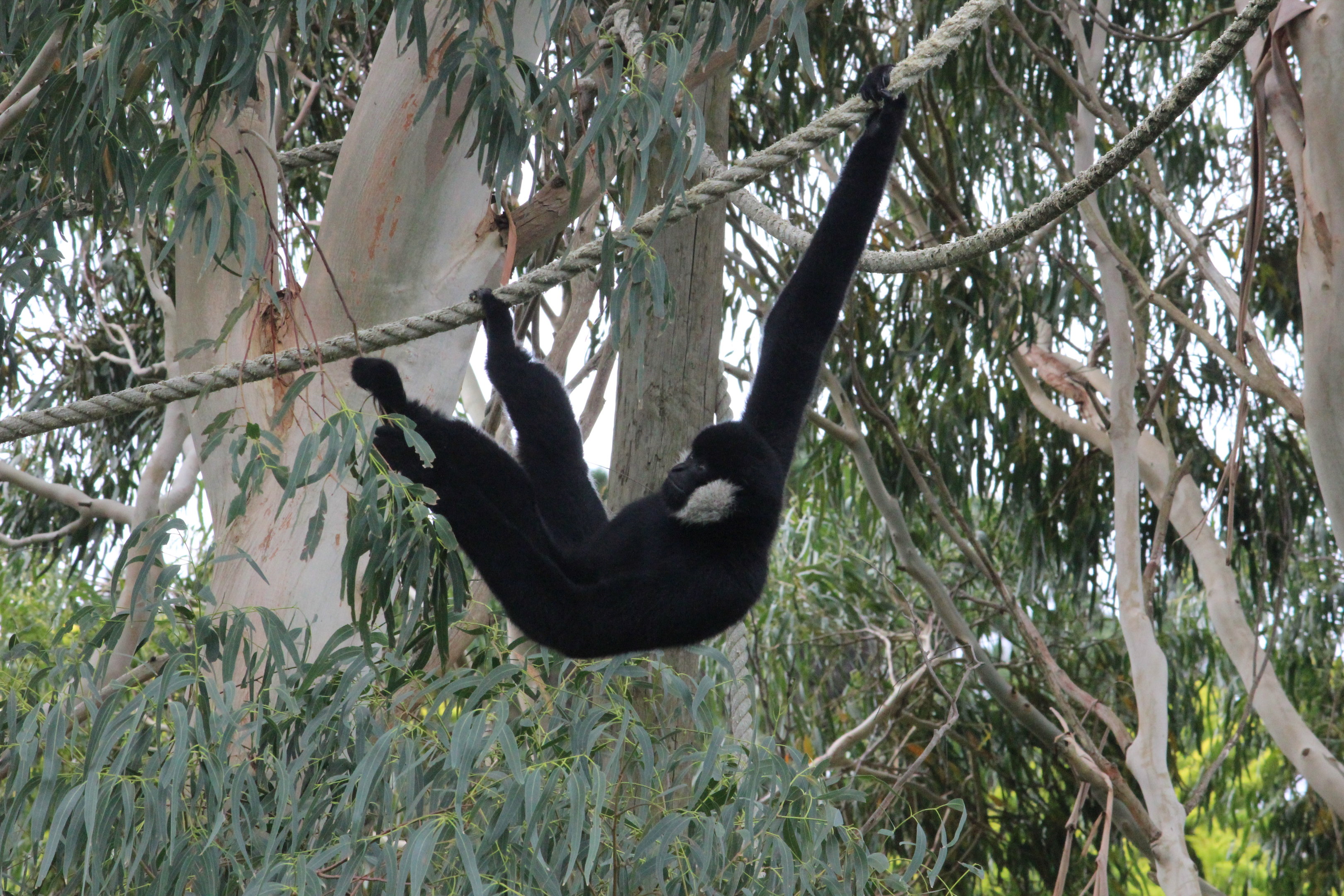 White-cheeked Gibbon "Vilson"