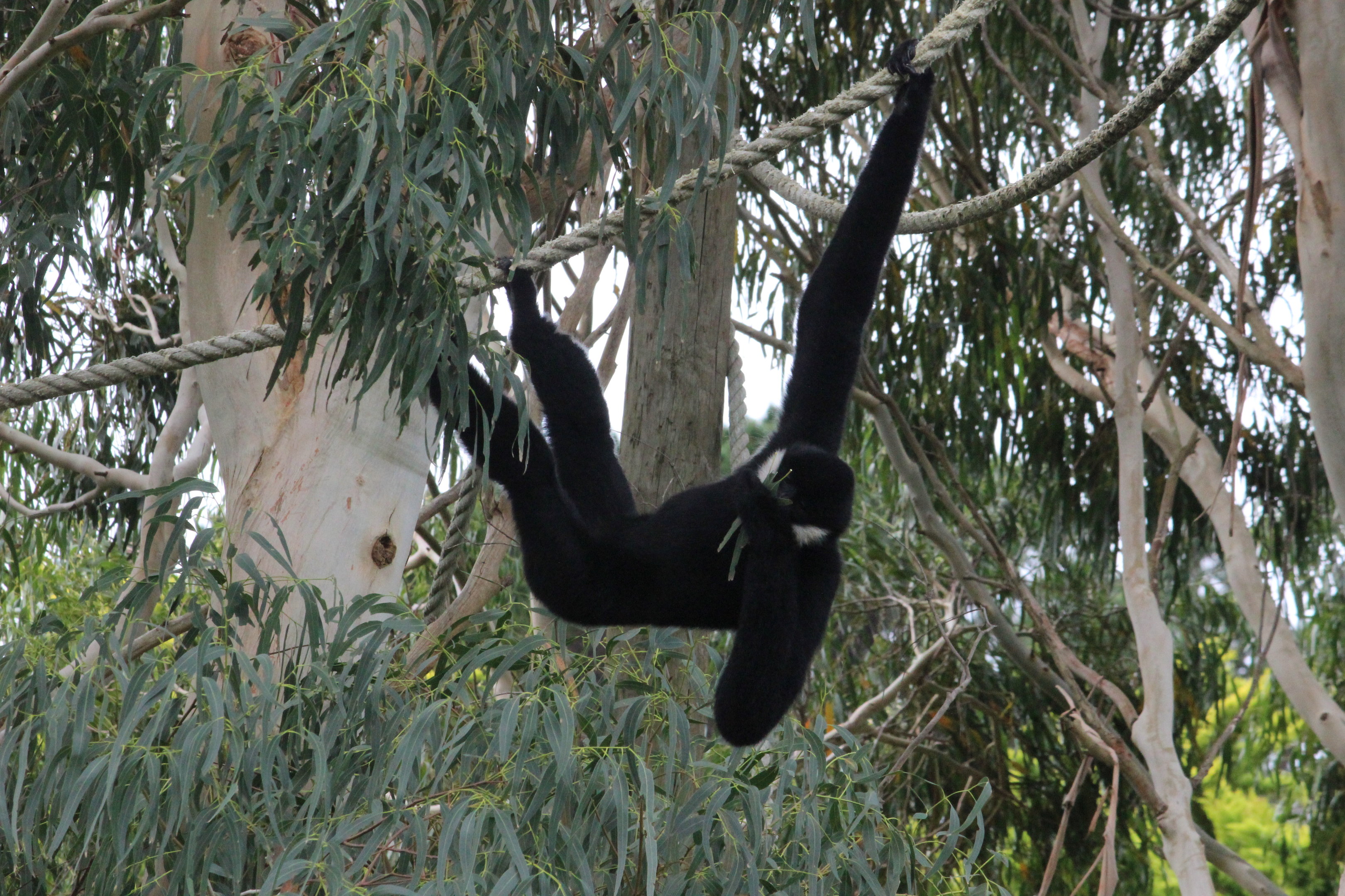 White-cheeked Gibbon "Vilson"