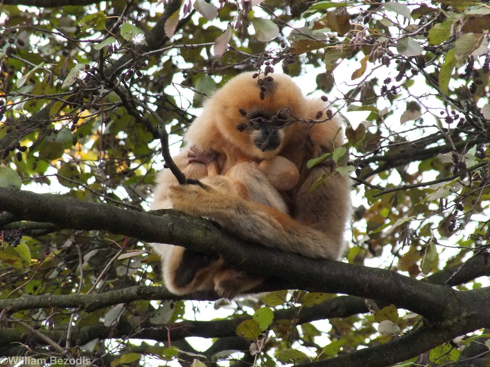 White-cheeked Gibbon with Baby