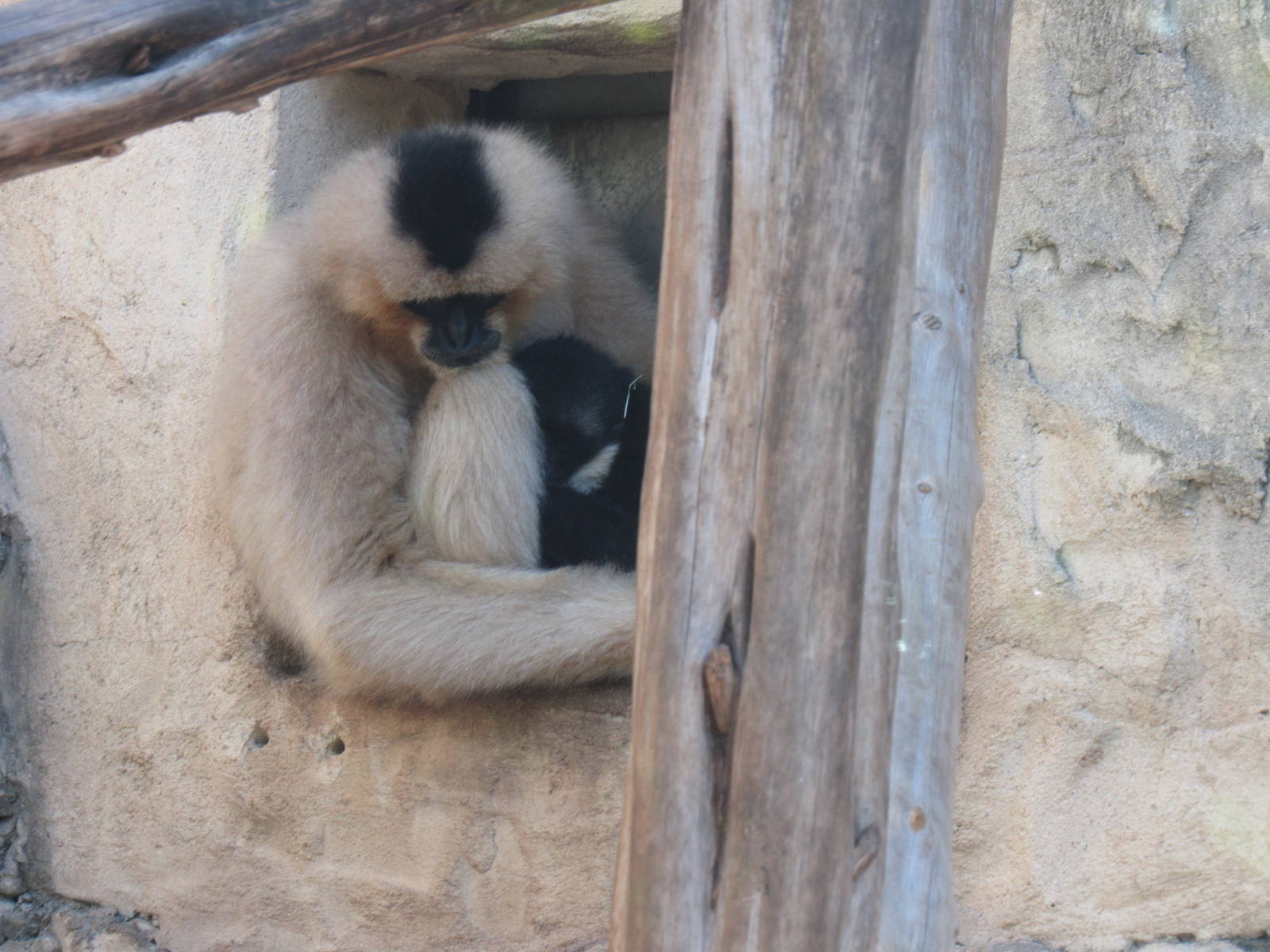 White Cheeked Gibbon with Male Offspring